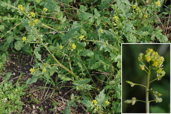 スカシタゴボウ