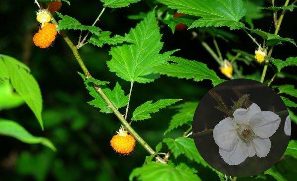 ナガバモミジイチゴ