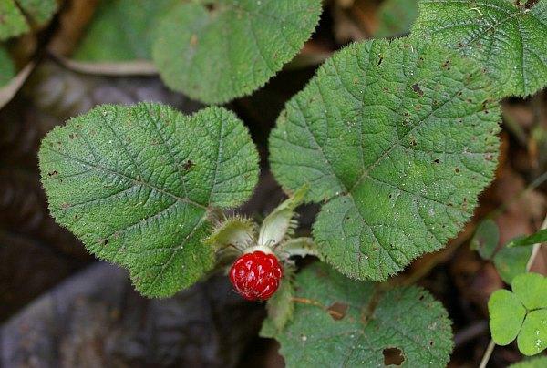 コバノフユイチゴ