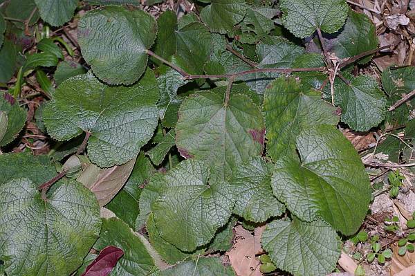 オオフユイチゴ