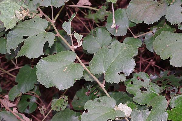 ホウロクイチゴ