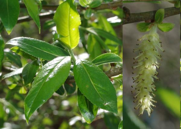 オオタチヤナギ