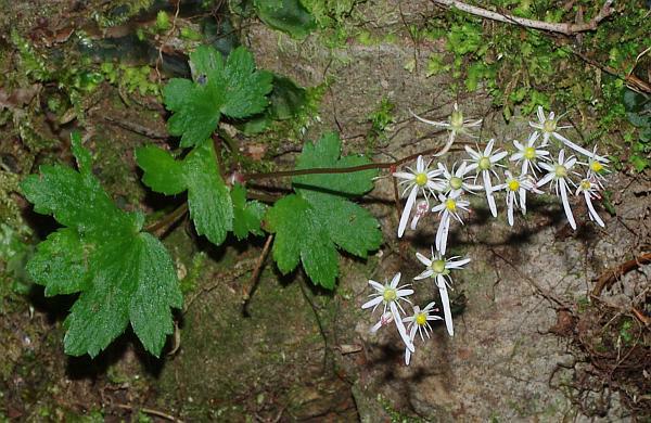 ナメラダイモンジソウ