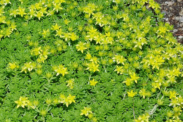 オカタイトゴメ