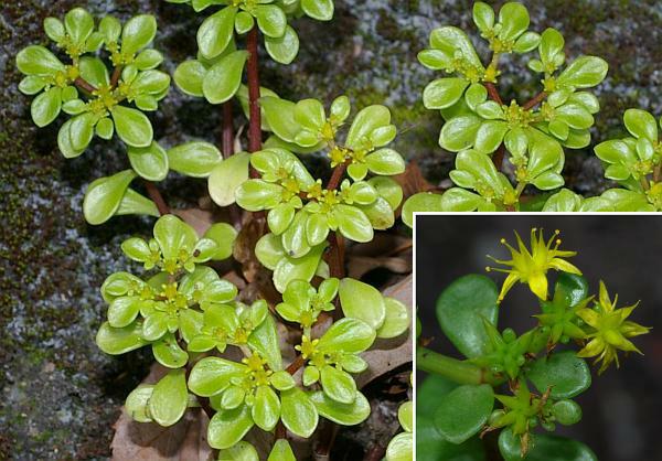 マルバマンネングサ