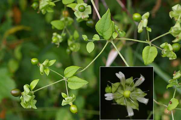 ナンバンハコベ