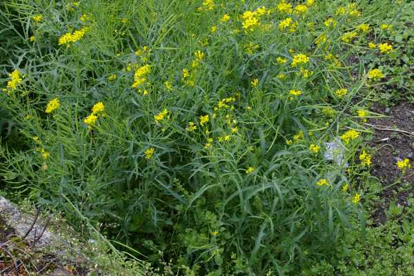 イヌカキネガラシ