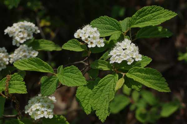 イブキシモツケ