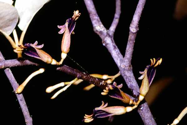 オオバヤドリギ