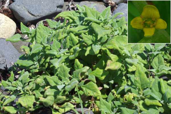 砂地に生育するツルナ