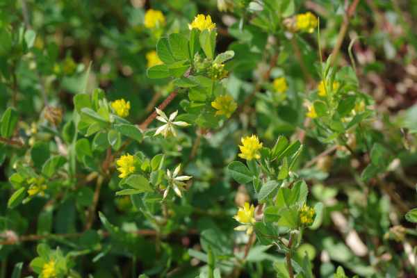 コメツブツメクサ