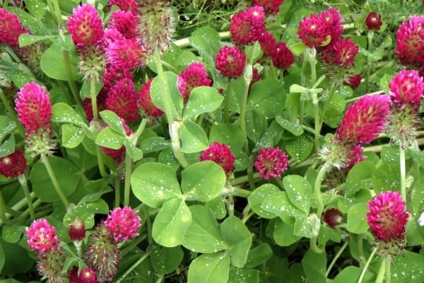 ベニバナツメクサ