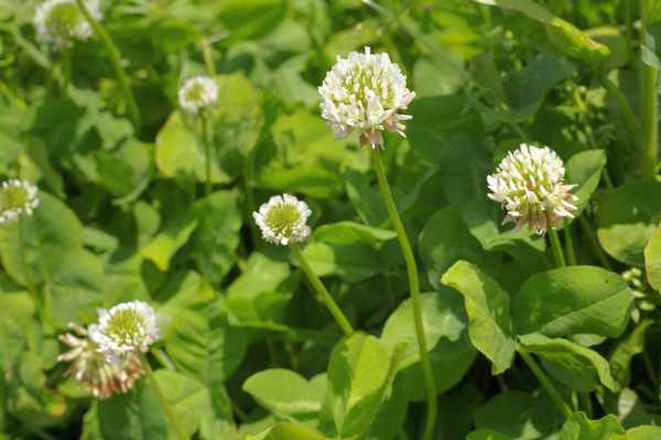 シロツメクサ