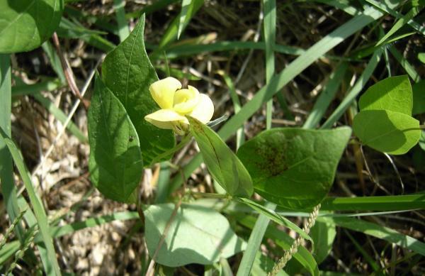 ヤブツルアズキ