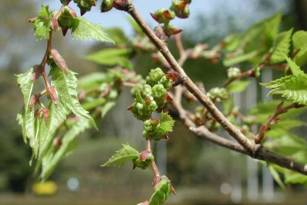 若い花序を付けたケヤキの新枝