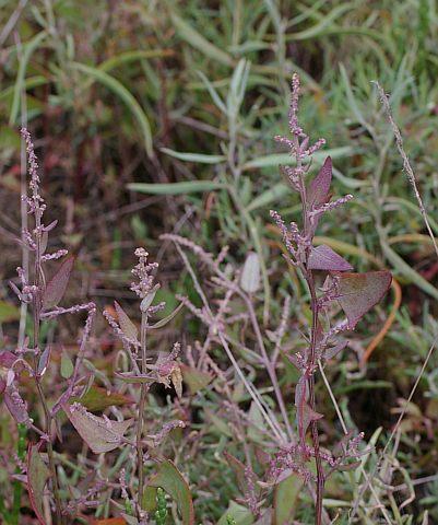 ホコガタアカザ