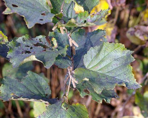 ハシバミの若い雄花穂