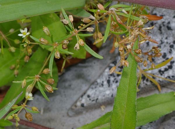 クルマバザクロソウ