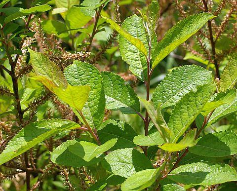 キツネヤナギの葉には葉に特有のしわがある