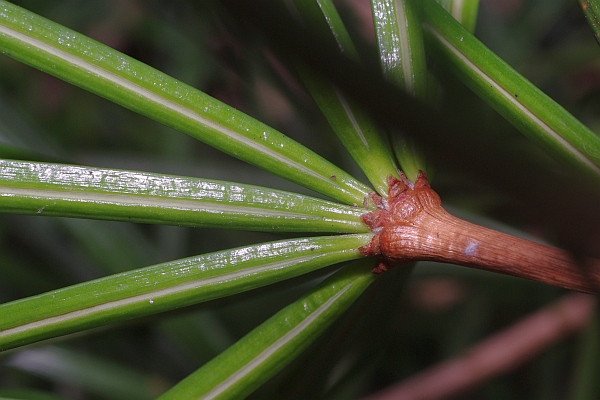 コウヤマキの葉の下面