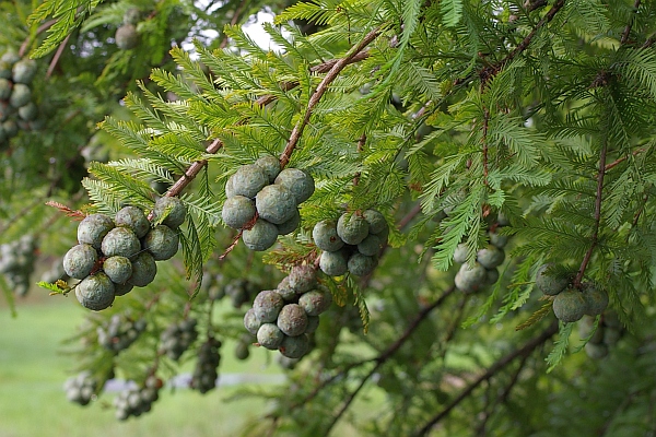 球果を着けたヌマスギ、ラクウショウ
