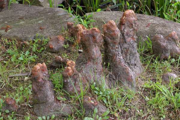 ヌマスギの膝根（しっこん）