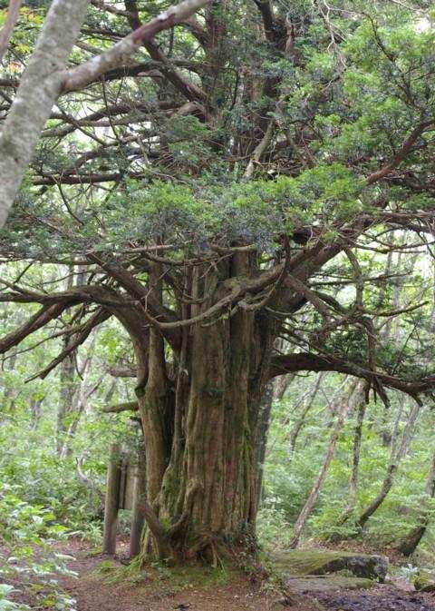 比婆山山頂（御陵）のイチイ巨樹